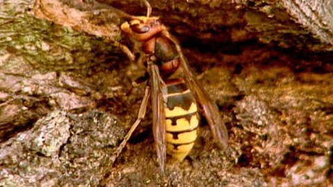 Kapitolky o havěti - 4/10 Vosa