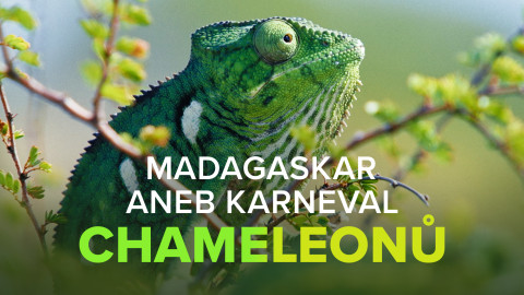 Madagaskar aneb Karneval chameleonů