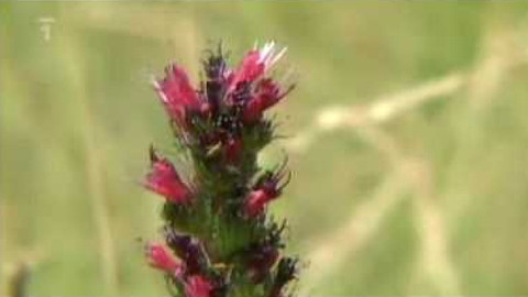 Živé srdce Evropy - Hadinec červený