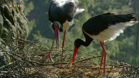 Terčin zvířecí svět - 1. března 2024