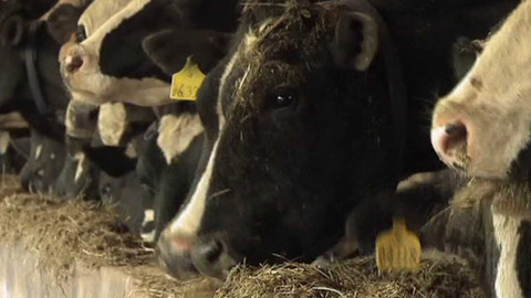 90’ ČT24 - Opatření proti šíření slintavky a kulhavky