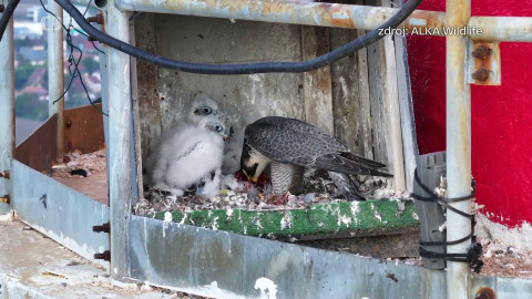 Nedej se! - Život mezi komíny a lány