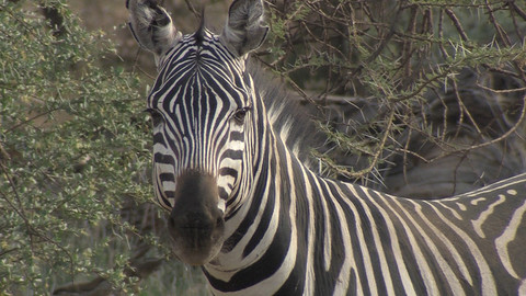 Obdivuhodný svět přírody - Zebry, Afrika