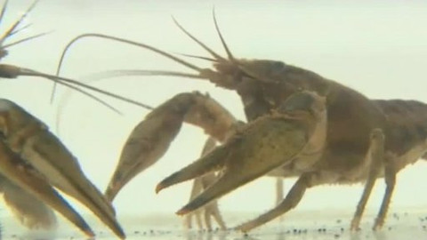 Přidej se - Vetřelci – želvy