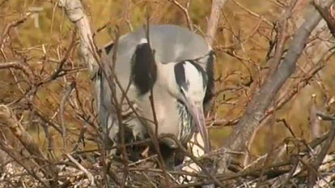 Vodní ptáci - 8/10 Bázlivá Diana