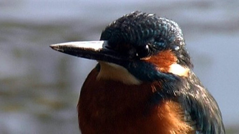 Chcete mě? - 29. května 2009