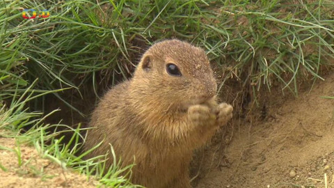 Zprávičky - 25. července 2021