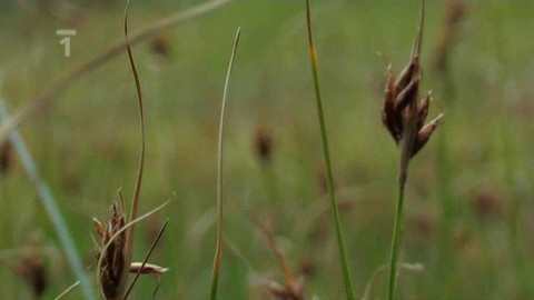 Živé srdce Evropy - Hrotnosemenka hnědá