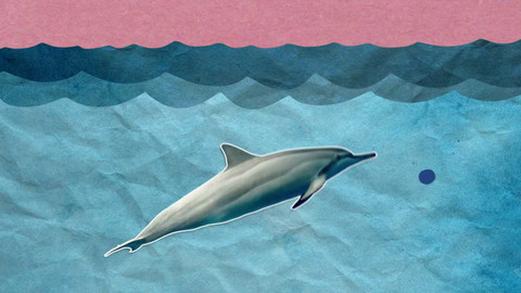 To je něco! - Delfíni spí s jedním okem otevřeným!