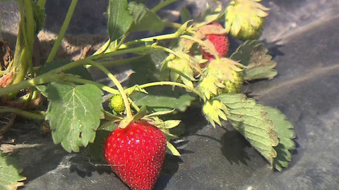 90’ ČT24 - Jak pomoci ovocnářům