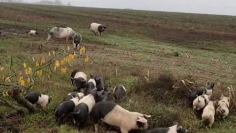 Černé ovce - 6. června 2016