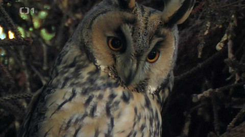 Živé srdce Evropy - Kalous ušatý