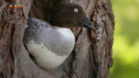 V divočině, tam to žije - Epizoda 27/40
