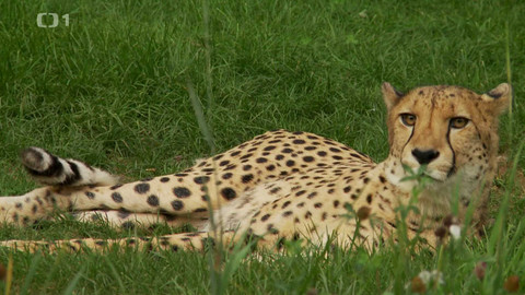 Toulavá kamera - 28. září