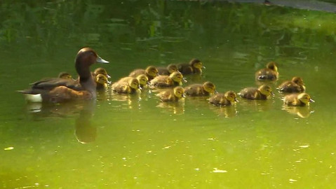 Evropa dnes - Návrat poláka malého