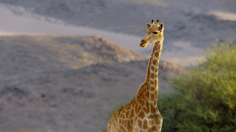Velkolepá příroda Afriky - 2/5 Namibská poušť