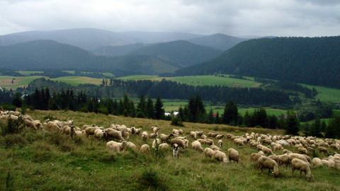 Návraty k divočině - Nízké Tatry