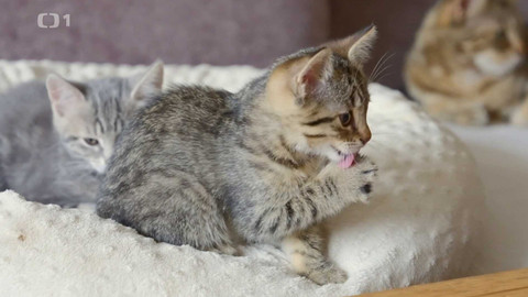 Co naše babičky uměly a na co my jsme zapomněli - Micka mourovatá