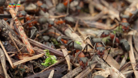 Terčin zvířecí svět - 14. června 2019