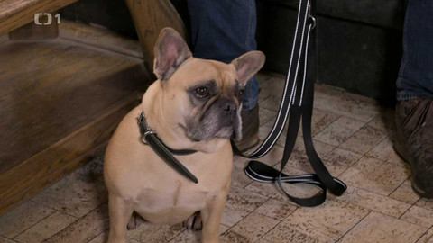 Kočka není pes - Nebezpečná Brixi a útočný Olík