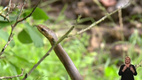 Chcete mě? - 18. června 2017