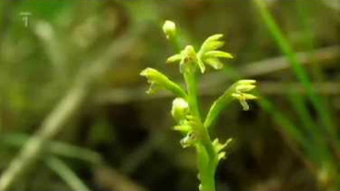 Živé srdce Evropy - Korálice trojklanná