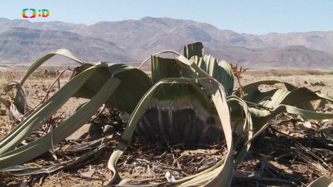 Africká abeceda - W – welwitschie