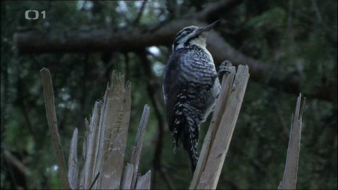 Živé srdce Evropy - Datlík tříprstý