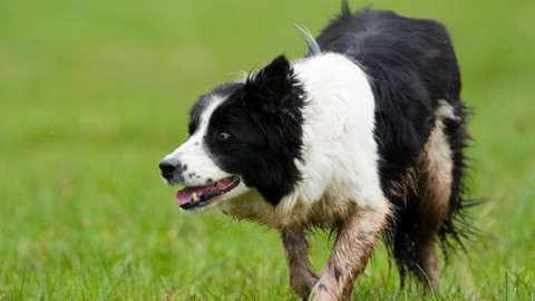 GEO 360° - Psí šampioni