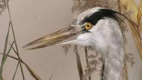 Toulavá kamera - 5. ledna 2014