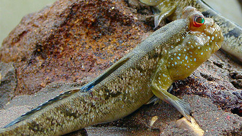 Obdivuhodný svět přírody - Lezec obojživelný