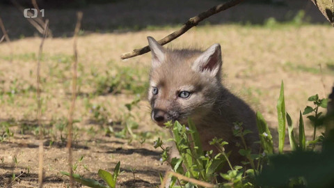 Máme rádi zvířata - 15. dubna 2024