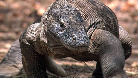 Hvězdy zvířecí říše - 9/32 Největší ještěr