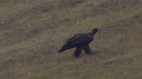 Na větvi - Návrat orla skalního