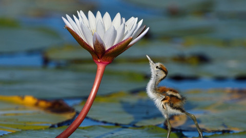 Planeta Země - 4/8 Sladká voda