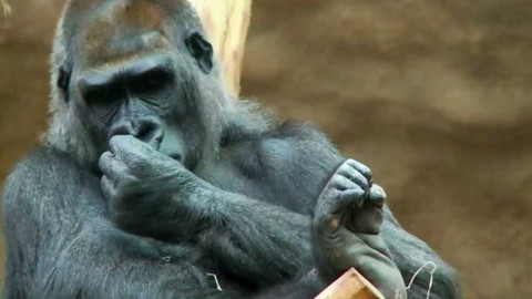 Gorilí povídání - 10/13 O prasatech