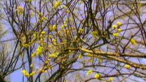 Živé srdce Evropy - Dřín obecný