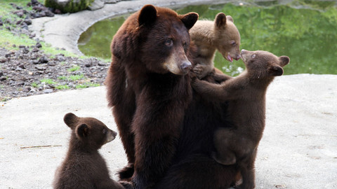 Příběhy zvířecích miminek - Epizoda 6/28