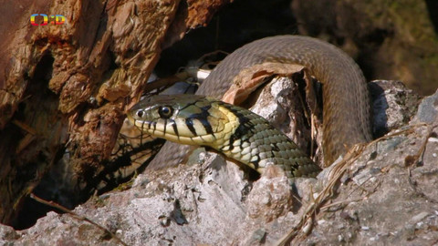 Terčin zvířecí svět - 3. dubna