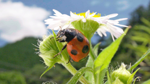 Darwinův úžasný svět zvířat - 2/12 Rozkošná houževnatost