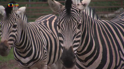 Zprávičky - 21. září 2021