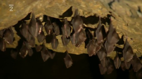 Přidej se - Ochrana netopýrů