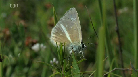 Živé srdce Evropy - Modrásek ligrusový