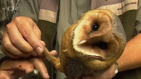 Na větvi - Zachraňme moudrou sovu