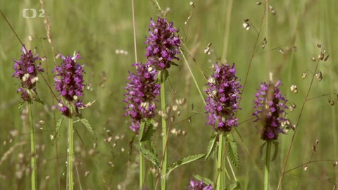 Novinky z přírody - Epizoda 27/53