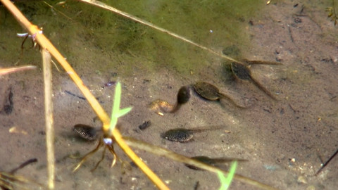 Nedej se! - Obojživelníci na suchu