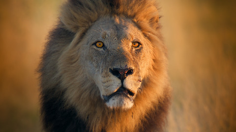 Velké kočky ve dne v noci - Epizoda 2/6