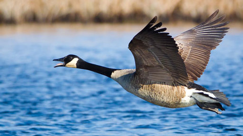 Obdivuhodný svět přírody - Lišky versus husy
