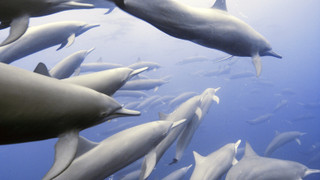 Zvířecí špioni pod hladinou