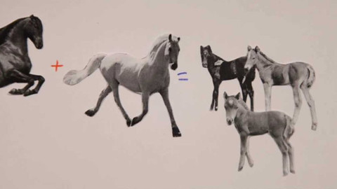 Slovíčka - Genetika